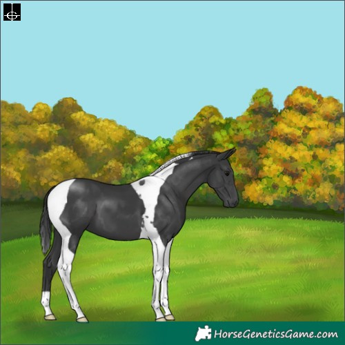 Horse Color:Black Tobiano 