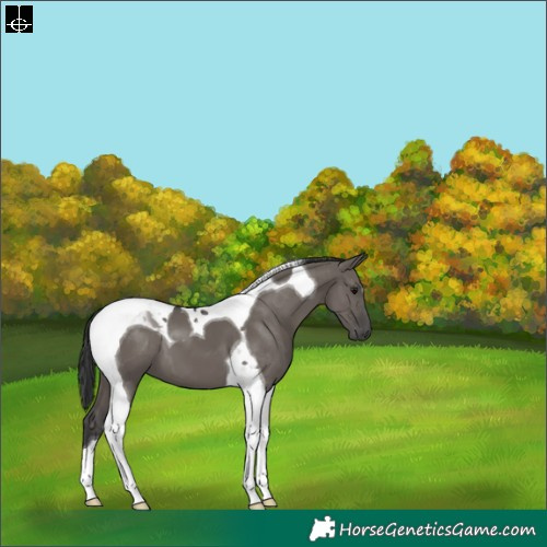 Horse Color:Grullo Tobiano 