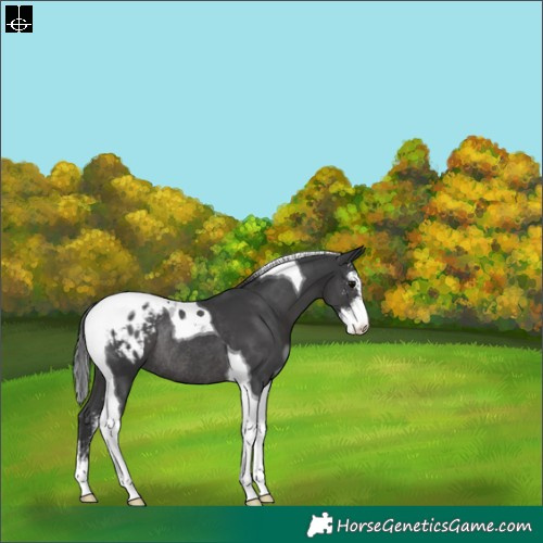 Horse Color:Black Sabino Tobiano Appaloosa Rabicano 