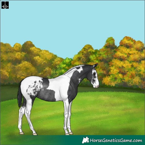 Horse Color:Black Sabino Tobiano Blanket Rabicano 