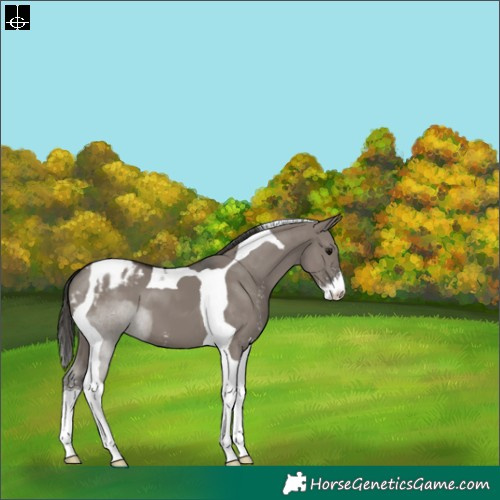 Horse Color:Grullo Sabino Tobiano Blanket 