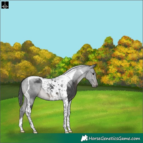 Horse Color:Black Tobiano Rabicano 