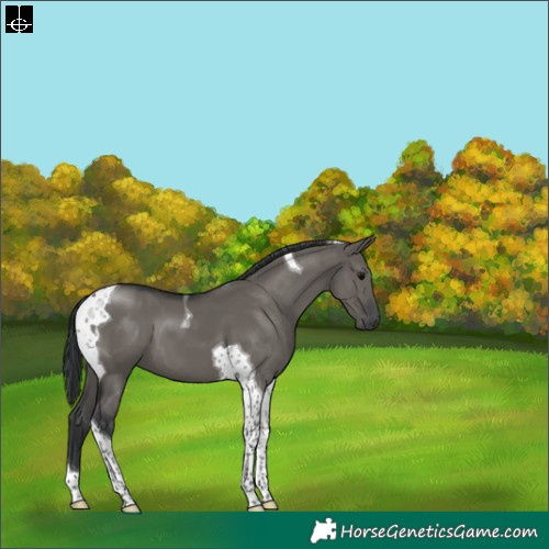 Horse Color:Grullo Tobiano