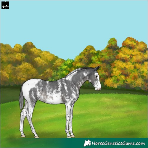 Horse Color:Black Sabino Tobiano