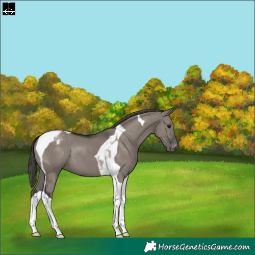 Horse Color:Grullo Tobiano Appaloosa 