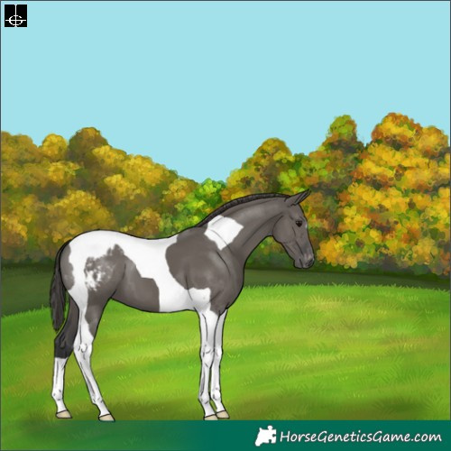 Horse Color:Grullo Tobiano Varnish 