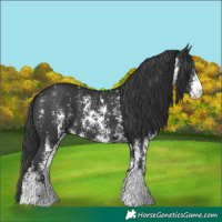 Horse Color:Black Sabino