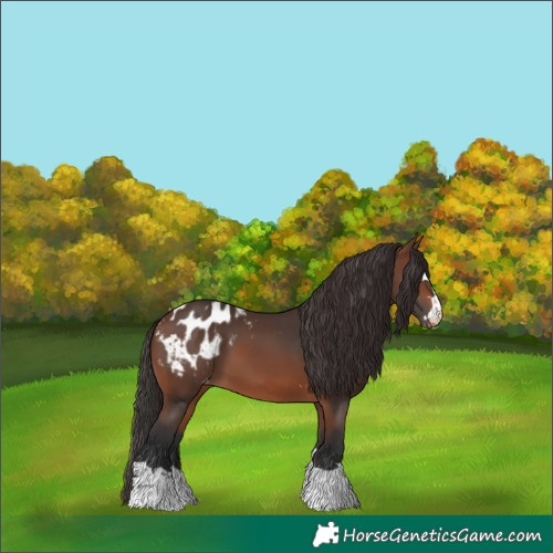 Horse Color:Brown Blanket 