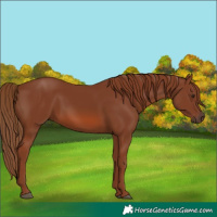 Horse Color:Chestnut 