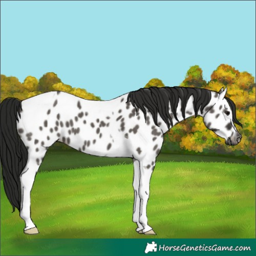 Horse Color:Gray Grullo Tobiano Near Leopard
