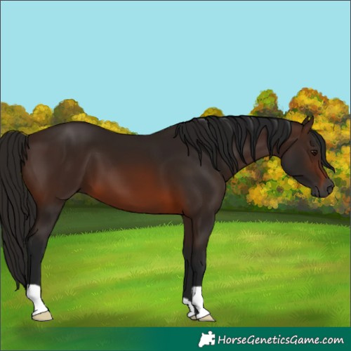 Horse Color:Gray Bay
