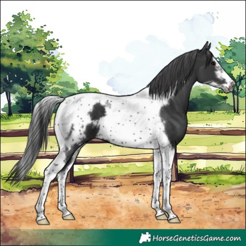 Horse Color:Black Tobiano Frame 