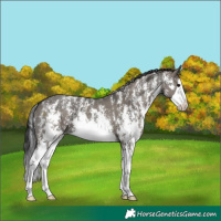 Horse Color:Grullo Sabino Splash  and Grullo Sabino Splash 