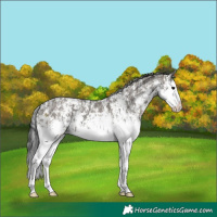 Horse Color:Grullo Sabino Splash  and Grullo Sabino Splash 