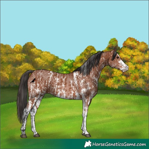 Horse Color:Bay Sabino Rabicano and Bay Sabino Rabicano