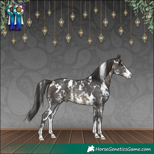 Horse Color:White Spotted Buckskin Sabino Varnish 