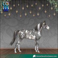 Horse Color:White Spotted Buckskin Sabino Appaloosa 