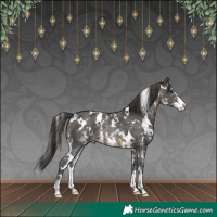 Horse Color:White Spotted Buckskin Sabino Appaloosa