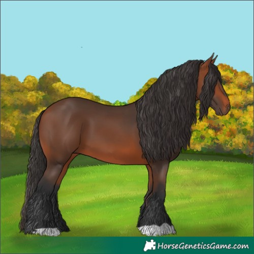 Horse Color:Bay 