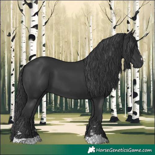 Horse Color:Black 