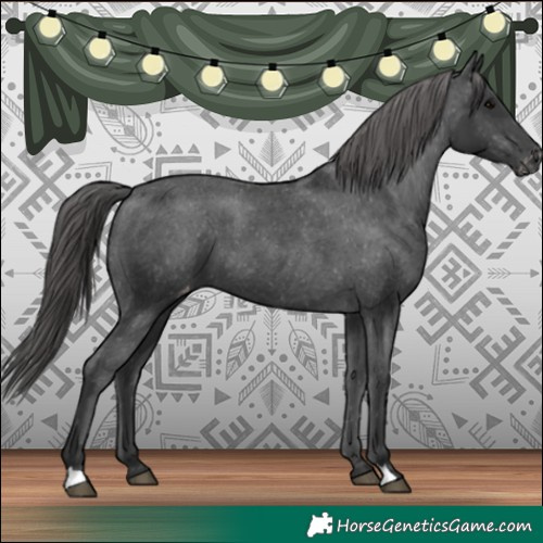 Horse Color:Black Appaloosa 
