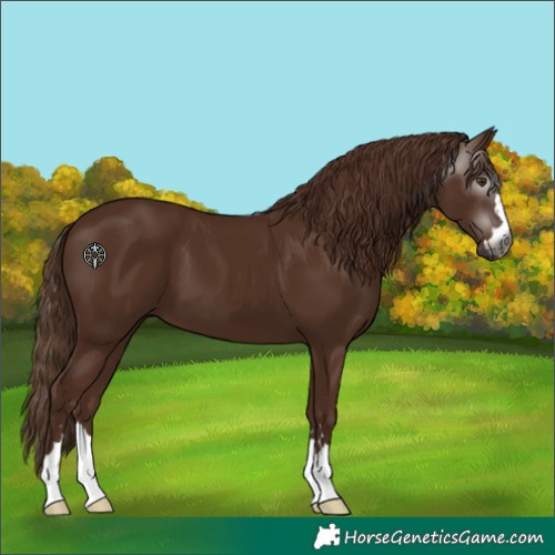 Horse Color:Unknown 