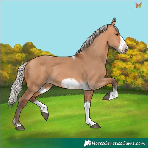 Horse Color:Silver Bay Dun Sabino Tobiano Frame Rabicano 