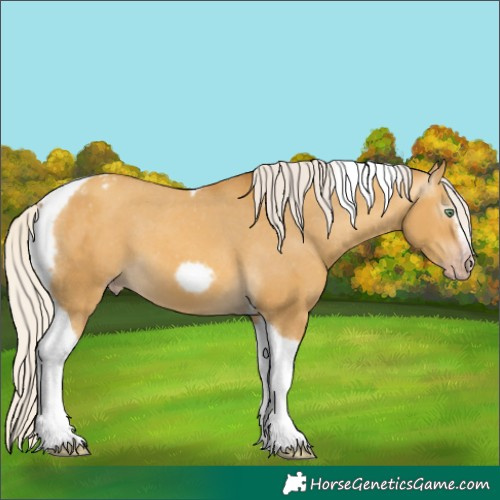 Horse Color:Gray Silver Amber Cream Champagne Dun Splash Tobiano Frame Appaloosa Rabicano 