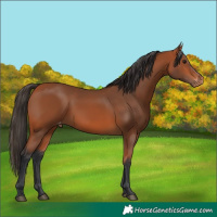 Horse Color:Bay Skewed Appaloosa