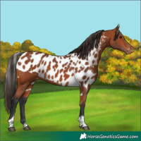 Horse Color:Bay Tobiano Skewed Appaloosa