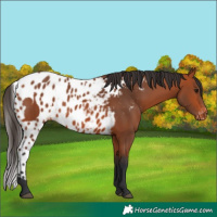 Horse Color:Bay Skewed Appaloosa 