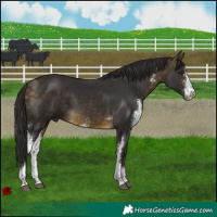 Horse Color:Buckskin Sabino