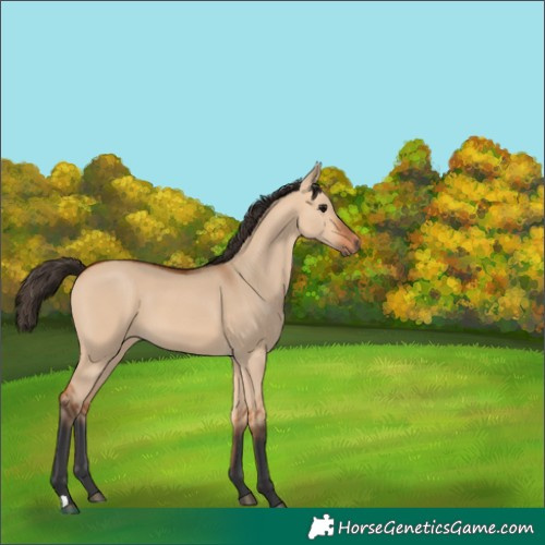 Horse Color:Bay Dun