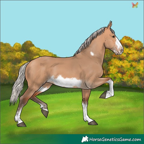 Horse Color:Silver Bay Dun Sabino Tobiano Frame Rabicano 
