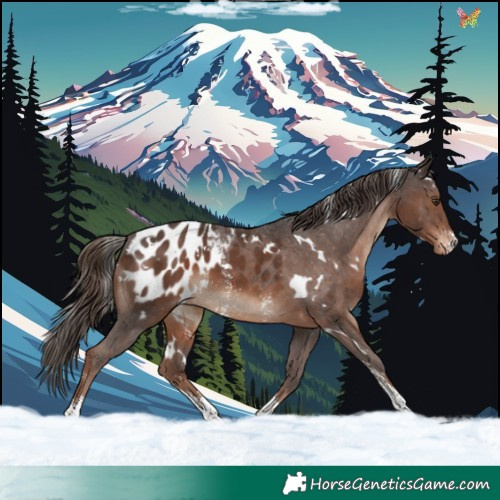 Horse Color:White Spotted Liver Chestnut Sabino Appaloosa