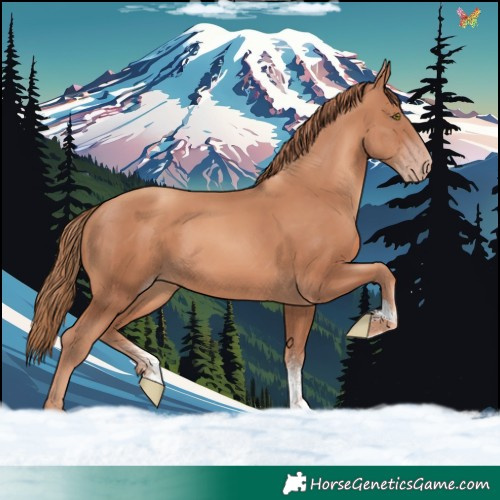 Horse Color:Gold Champagne Sabino 
