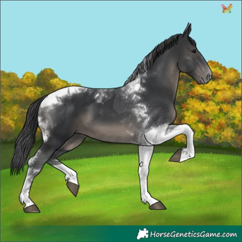 Horse Color:Black Tobiano 