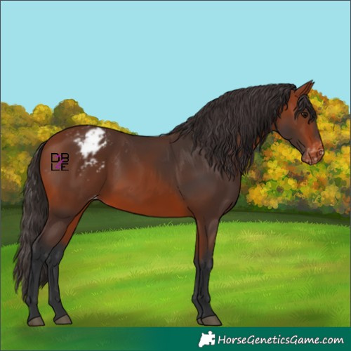 Horse Color:Bay Appaloosa 