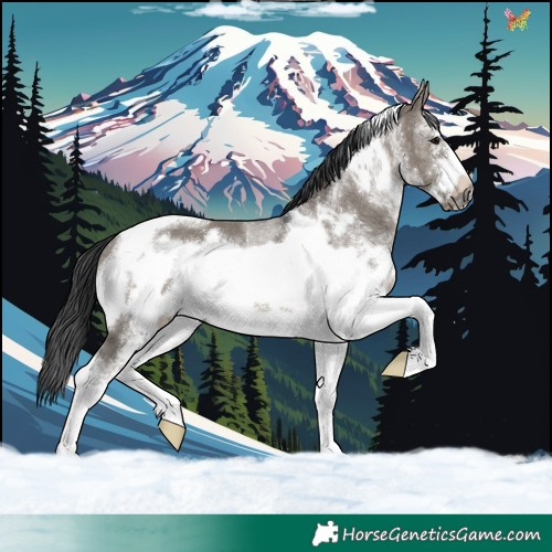 Horse Color:White Spotted Grullo Tobiano Frame Rabicano 
