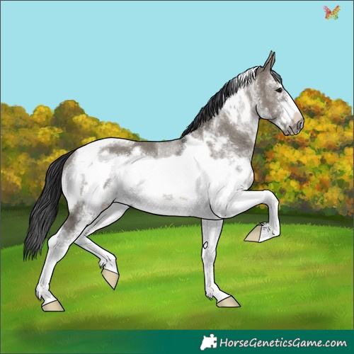 Horse Color:White Spotted Grullo Tobiano Frame Rabicano 