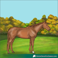 Horse Color:Chestnut 