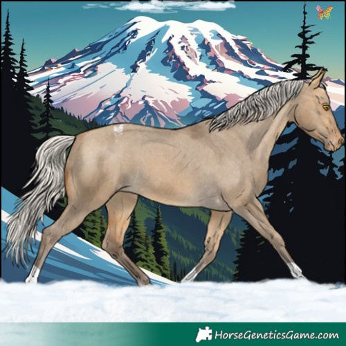 Horse Color:Silver Buckskin Dun Appaloosa 