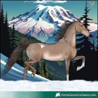 Horse Color:Liver Red Dun Appaloosa 