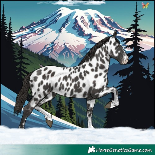 Horse Color:Liver Chestnut Sabino Appaloosa 