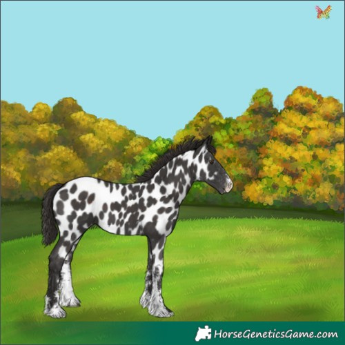 Horse Color:Liver Chestnut Sabino Appaloosa 