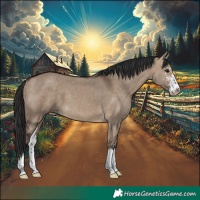 Horse Color:Brown Dun Sabino 