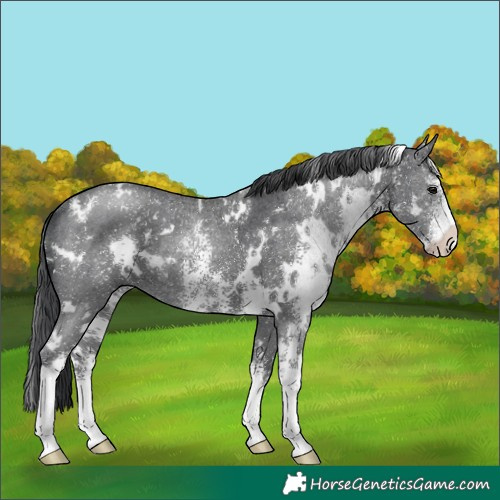 Horse Color:White Spotted Black Sabino 