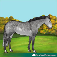 Horse Color:Platinum Buckskin Dun 