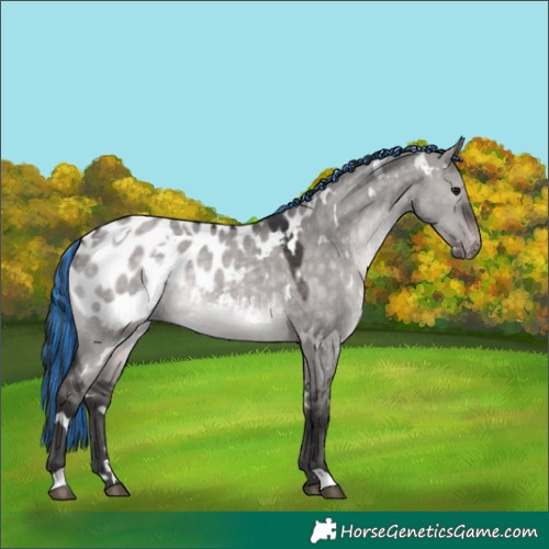 Horse Color:Platinum Painted White Spotted Brown Dun Appaloosa 