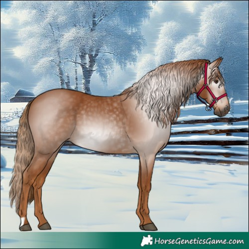 Horse Color:Gray Chestnut 